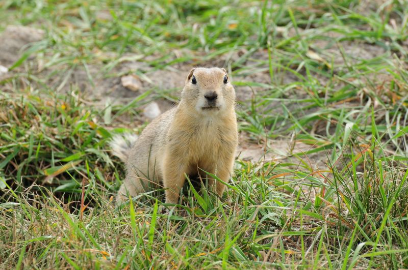 Gopher Management