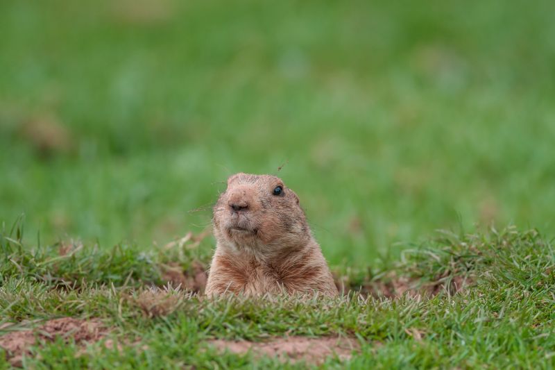 Gopher Management