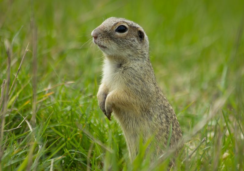 Gopher Management