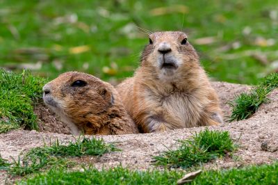 Gopher Management