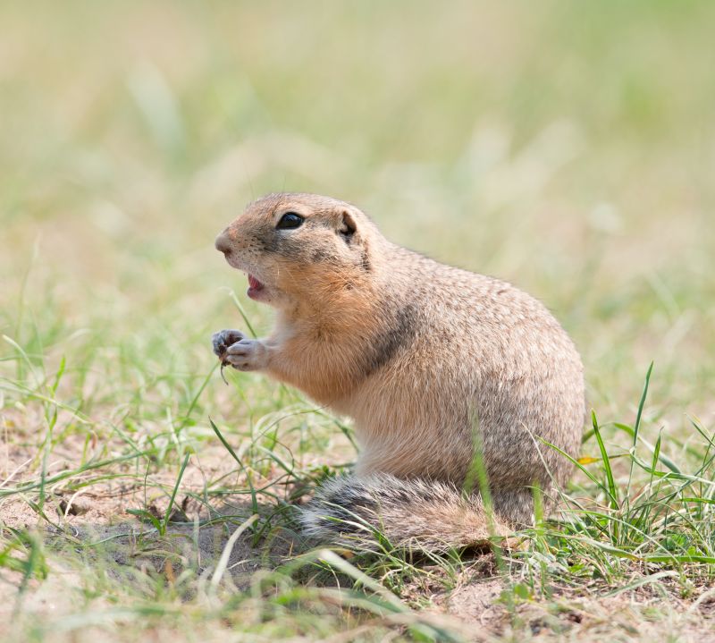 Gopher Management Techniques