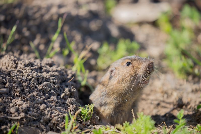 Health And Safety Risks Associated With Gopher Infestations