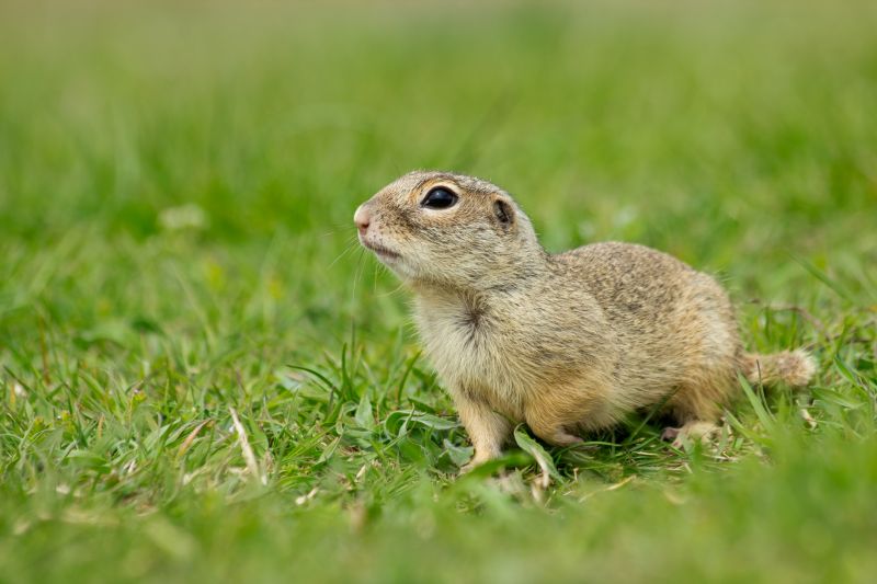Signs You Have A Gopher Problem On Your Property