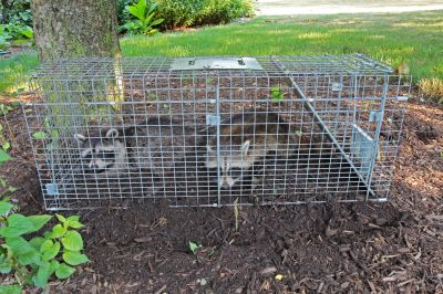 What To Expect During A Professional Wildlife Removal Visit