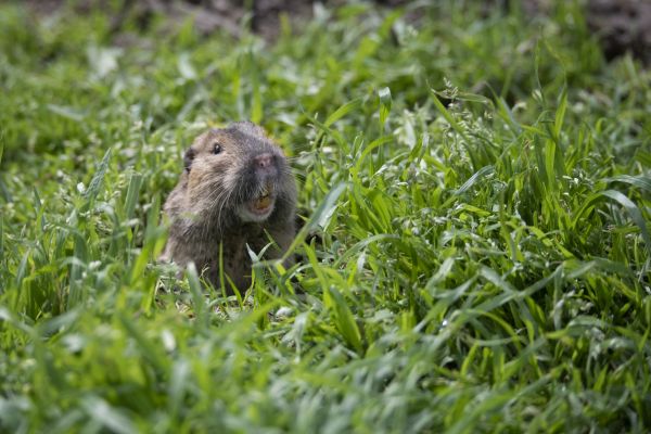 Gopher Abatement